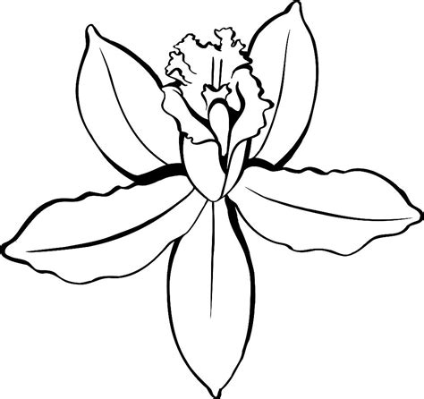 Printable Orchid Coloring Pages